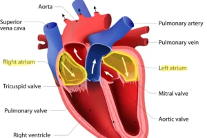 Racing Hearts: Understanding Supraventricular Tachycardia (SVT) Heart Matters