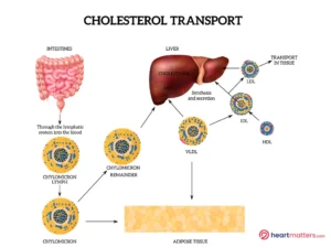 Optimizing Cholesterol Management: <br>The Role of Ezetimibe Heart Matters