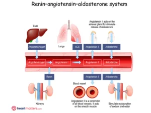 A Guide to Angiotensin II Receptor Blockers (ARBs) for Heart Health Heart Matters