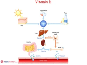 The Role of Vitamins D3 and K2 for Heart Health Heart Matters