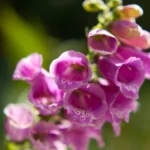 Digoxin: One of Medicine’s Oldest Heart Medicines — and Why It Still Matters