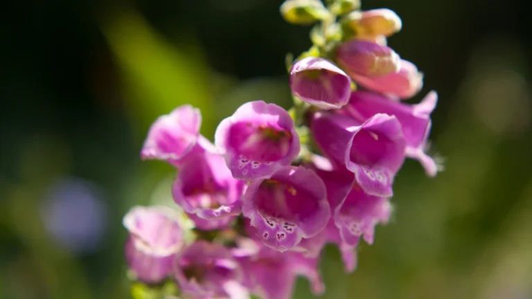 Digoxin: One of Medicine’s Oldest Heart Medicines: and Why It Still Matters