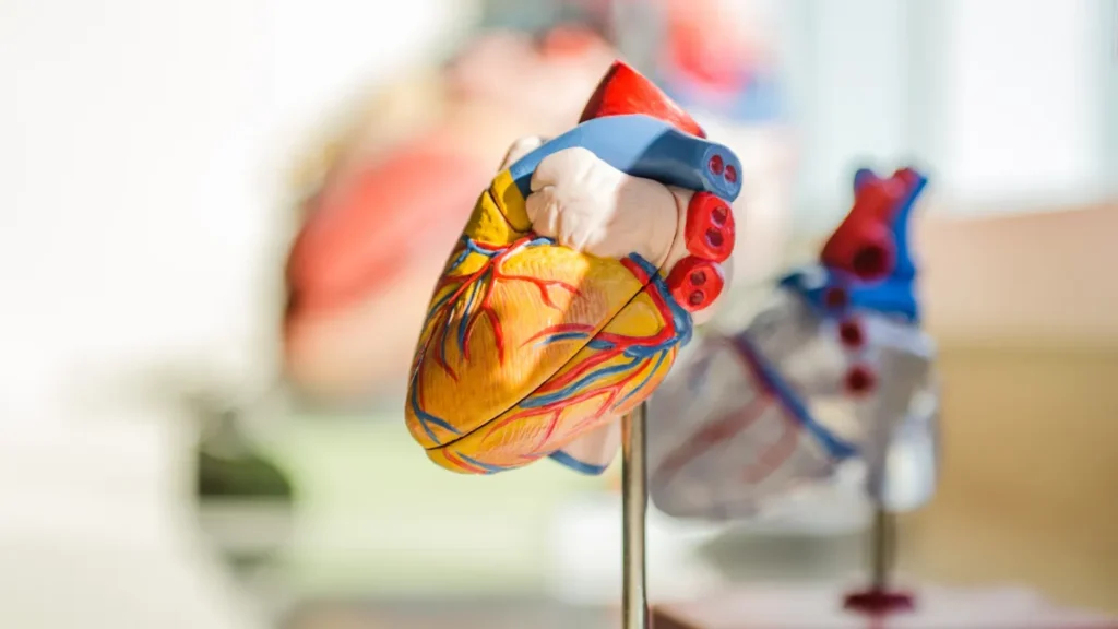 Your Heart Works: Anatomy, Valves and Electrical System Explained 1 heartmatters.com 2026 04 05T150034.134