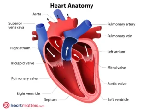 Exploring the Anatomy and Physiology of the <br>Human Heart Heart Matters