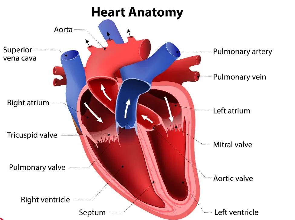 Heart chambers diagram