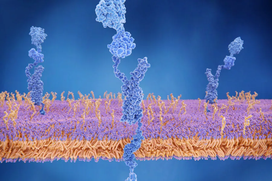 Amyloid fibril deposits in cardiac tissue