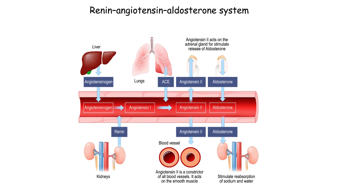 Diagram showing the Renin-Angiotensin-Aldosterone System (RAAS) and how ARBs block angiotensin II