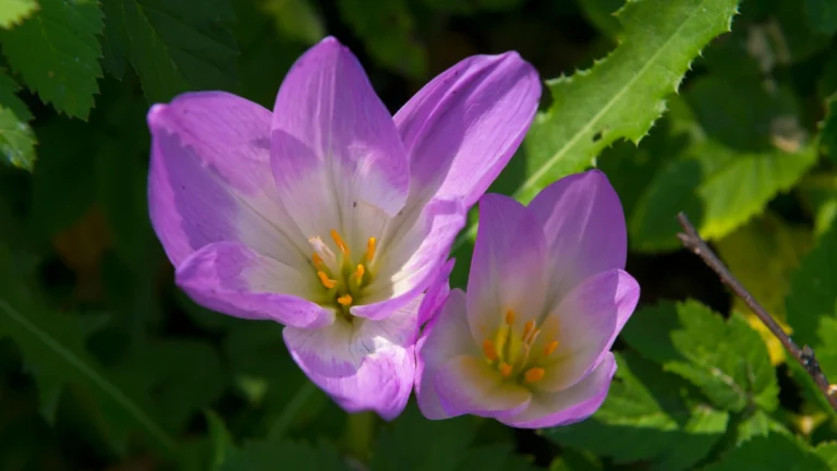 Gout and the Heart: The Inflammation Connection: and Why Colchicine Matters