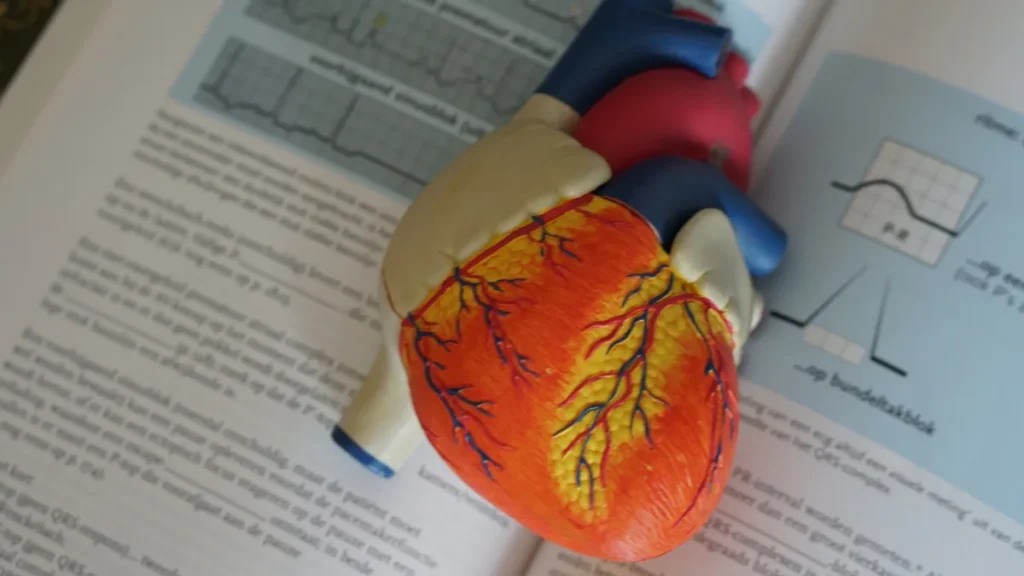 What is a Muscle Bridge?