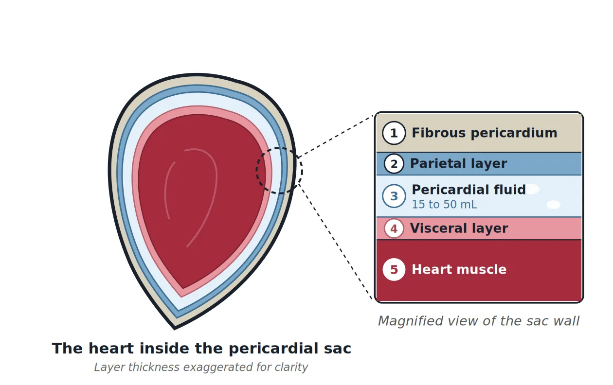 Cross-section of the heart showing the pericardium: the fibrous pericardium, parietal layer, pericardial fluid, visceral layer or epicardium, and the heart muscle beneath. Layer thickness is exaggerated for clarity.